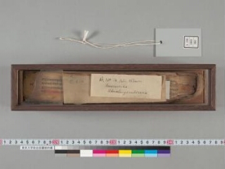 Amarakośa folio 1