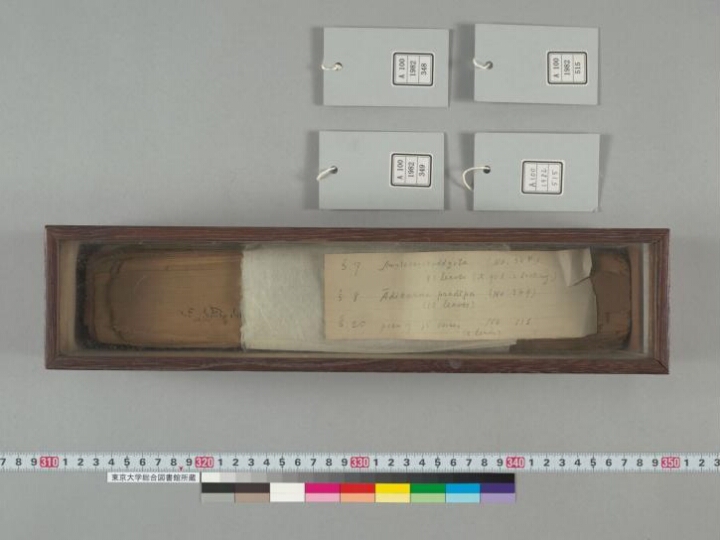 Amṛtakaṇikoddyota manuscript preview