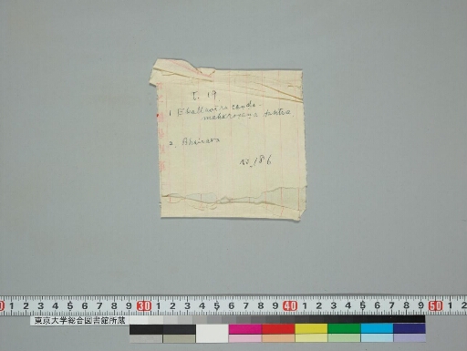 Ekallavīraśrīcaṇḍamahāroṣaṇatantra and Bhairava manuscript preview