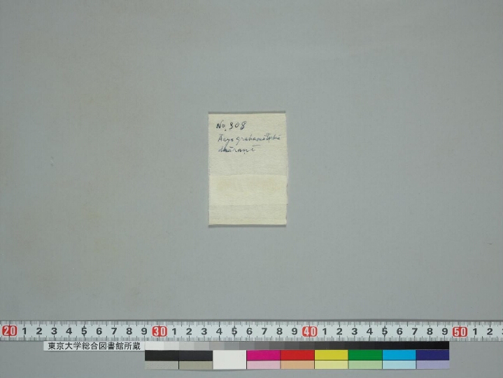 Grahamātṛkādhāraṇī manuscript preview