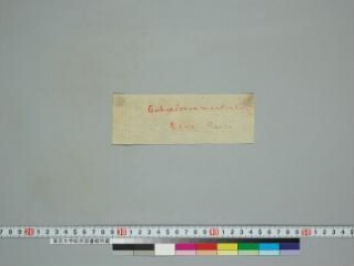 Composite Manuscript folio 1