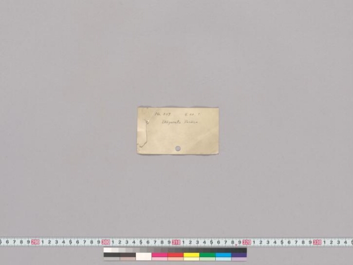 Bhāgavatapurāṇa manuscript preview