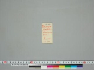 Sarvajñajinadhāturatnakaraṇḍaka folio 1